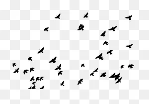 Sticker Picsart Photo Studio Editing - Pigeon Png Download - 748 ClipartFlare.com 