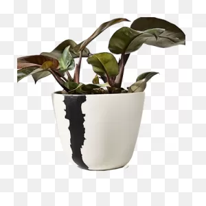 Free Planter Cliparts, Download Free Planter Cliparts Png Images ClipartFlare.com 