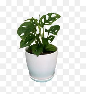 Summer Planter Care Tips – Commons Food Hub