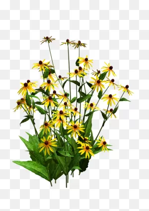 תמונה קשורה | Black Eyed Susan, Yellow Flowers, Trees Top View