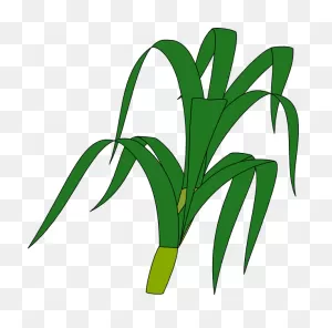 Climbing Plants Png Climbing Plant Top View - ClipartFlare