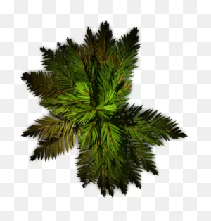 Free Tree Plan View Png - Palm Tree Top View Png - (386X405) Png ClipartFlare.com 
