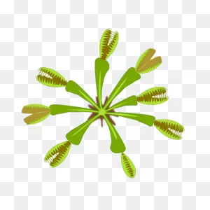 Vector Graphics Of Carnivorous Plant View From Top | Public Domain ClipartFlare.com 