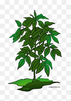 9  Plant Clip Art - Preview : Free Plant Clipar | ClipartFlare