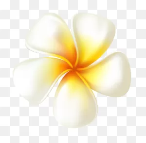 Free Plumeria Cliparts, Download Free Plumeria Cliparts Png Images ClipartFlare.com 