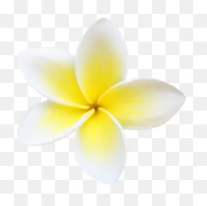 Lovely Plumeria Flower Sticker