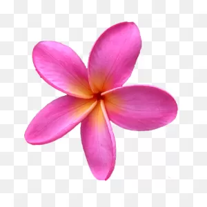 Maui Plumeria Gardens