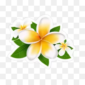 Plumeria | Alpine Tropical Plants | Thailand Aroid Plant Export ClipartFlare.com 