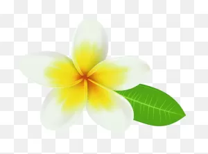 Plumeria Flowers Png Image