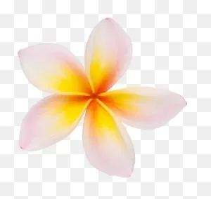 Plumeria | Alpine Tropical Plants | Thailand Aroid Plant Export ClipartFlare.com 