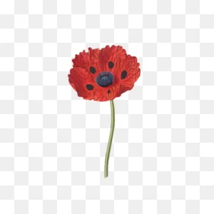 200  Free Poppy & Flower Illustrations