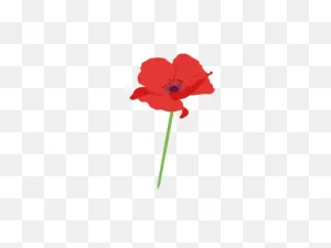 Poppy Flower