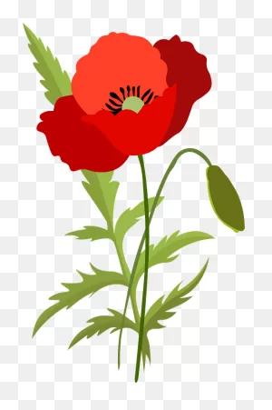 Poppy Flower Clipart. Free Download Transparent .png | ClipartFlare