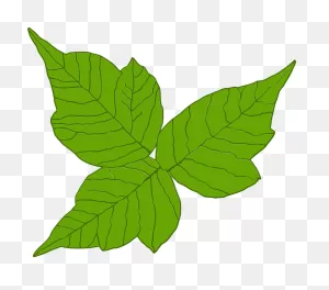 Poison Ivy Itch Danger - Free Vector Graphic On ClipartFlare