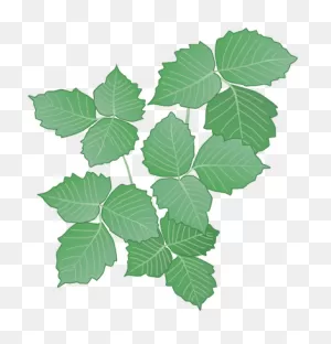 Poison Ivy | Poison Ivy, Plant Leaves, Ivy
