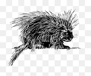 Free Porcupine Clipart Black And White, Download Free Porcupine ClipartFlare.com 