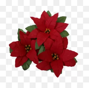 Poinsettia Perfection | Handsofhopenongkhai