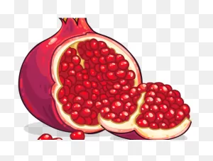 Pomegranate Clipart. Free Download Transparent .png | ClipartFlare