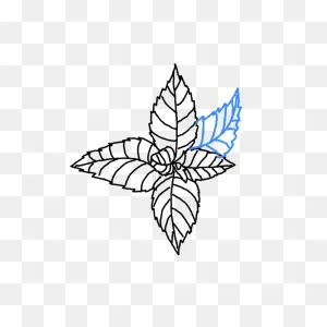 How To Draw Mint - Step By Step Easy Drawing Guides - Drawing Howtos