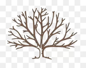 Arbol Ramas Png - Bare Tree Clipart Transparent Png - Large Size ClipartFlare.com 