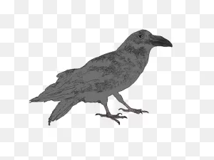 223 – Common Raven
