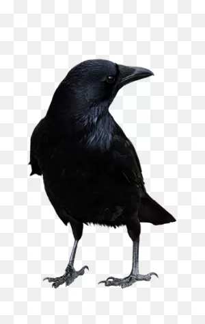 Einstein Corvidae - Crows & Ravens - Following Deer Creek
