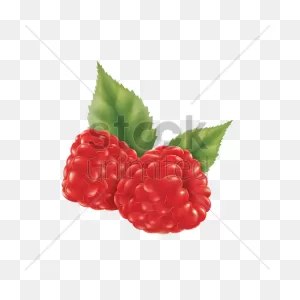 Raspberry Vector Image - 1973608 | Stockunlimited
