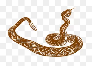 Brown Rattle Snake Clip Art At ClipartFlare ClipartFlare.com - Vector Clip Art Online ClipartFlare.com 