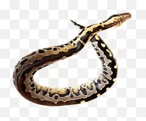 Rattlesnake Clipart Transparent - Transparent Snake Png - Large ClipartFlare.com 