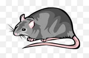 Free Rat Clipart Png, Download Free Rat Clipart Png Png Images ClipartFlare.com 