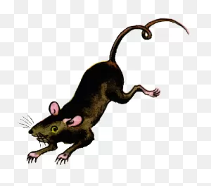 Hello Sailor (Ship Rat Intro. Page)