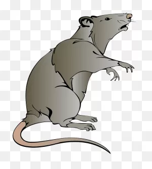 Rat Clipart. Free Download Transparent .png | ClipartFlare