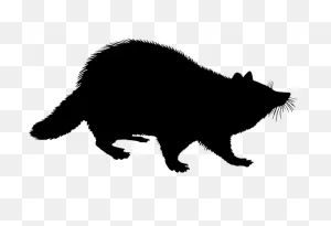 Racoon Png, PNG-WebP Clip Art For Web - Download Clip Art, Png Icon Arts