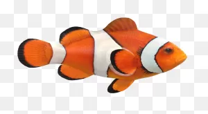 Clown Fish Png Image File - Real Clown Fish Png Clipart - Full ClipartFlare.com 