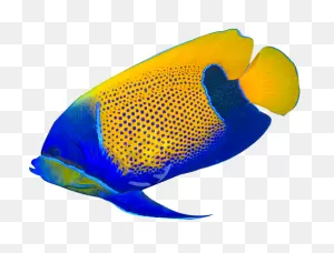 Download Tropical Fish Clipart - Tropical Fish No Background Png ClipartFlare.com 