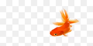 Download Real Fish Photos Hq Png Image | ClipartFlare