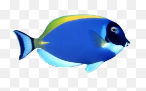 Free Fish Png Transparent, Download Free Fish Png Transparent Png ClipartFlare.com 