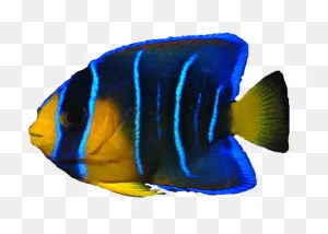 Sea Fish Png - Real Sea Fish Transparent Clipart - Full Size ClipartFlare.com 