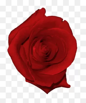 Download Real Flower Clip Art Png Image With No Background ClipartFlare.com 