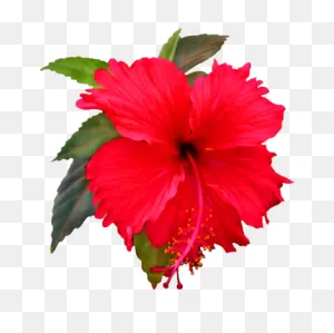 Free Cliparts Real Flowers, Download Free Cliparts Real Flowers ClipartFlare.com 