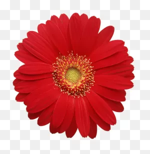 Gerbera Daisy Cliparts - Real Flowers Png Hd Transparent Png ClipartFlare.com 