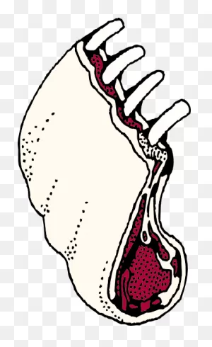 Free Ribs Cliparts, Download Free Ribs Cliparts Png Images, Free ClipartFlare.com 