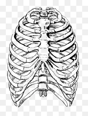 Free Photo Human Skeleton Rib Cage Ribs Front Rib Ribs - Max Pixel