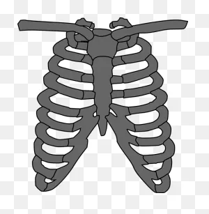 Rib Cage Skeleton Gray - Free Vector Graphic On ClipartFlare