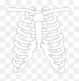 Rib Cage Ribs - Clipart Of X Ray - Png Download - Full Size ClipartFlare.com 