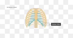 Structure Of The Ribcage And Ribs