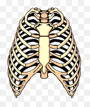 Vector Illustration Of Human Rib Cage - Rib Clipart Png | Full ClipartFlare.com 