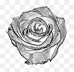 Rose Drawing