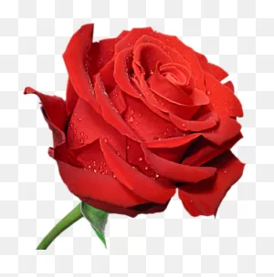 18 Ideas De Rosas En 2021 | Rosas, Flores, Rosas Bonitas