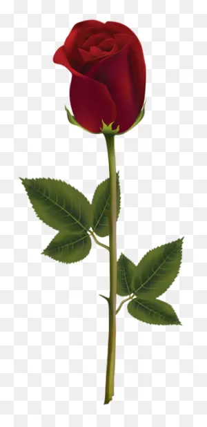 900  Ideas De Flores Y Rosas | Rosas, Flores, Flores Bonitas